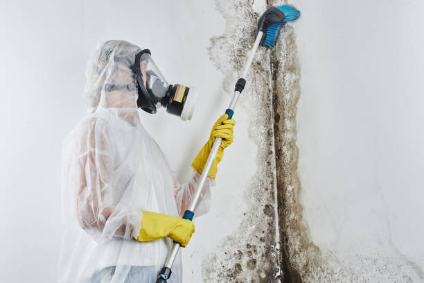 Best Black Mold Removal  in Swainsboro, GA