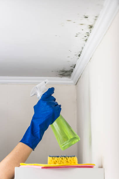 Best Professional Mold Removal  in Swainsboro, GA