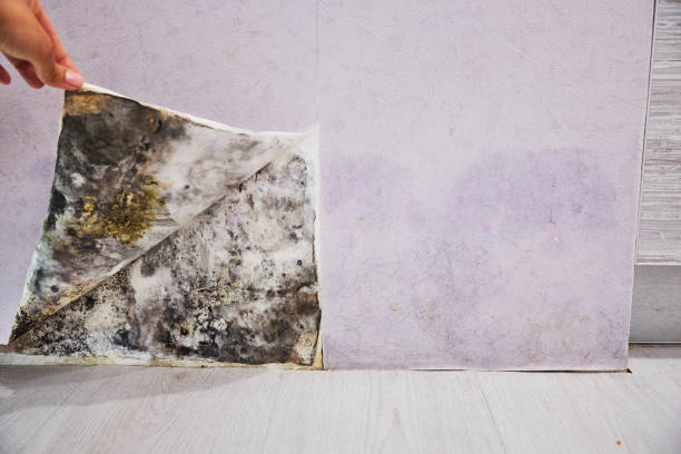 Best Mold Remediation  in Swainsboro, GA